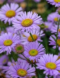 ERIGERON GLAUCUS GDT