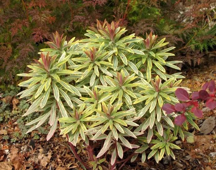 [4887] EUPHORBIA AMYGDALOIDES ASCOOT GDT (JAUNE)