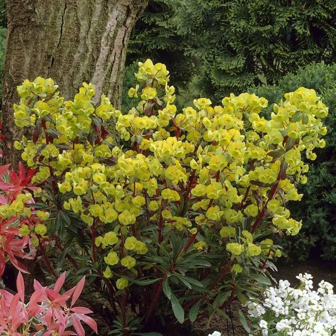 [4889] EUPHORBIA AMYGDALOIDES GDT