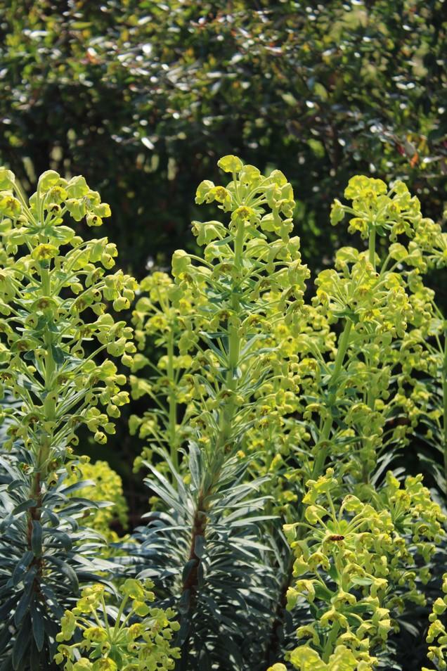 [4891] EUPHORBIA CHARACIAS BLUE WONDER GDT (JAUNE)