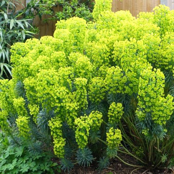 [4896] EUPHORBIA CHARACIAS WULFENII GDT (JAUNE)