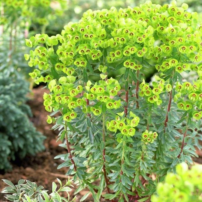 [4900] EUPHORBIA MARTINII GDT (JAUNE)