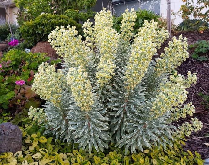 [4892] EUPHORBIA CHARACIAS SILVER SWAN GDT (JAUNE)