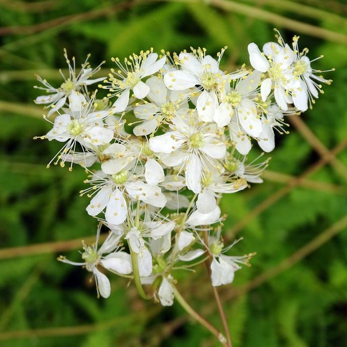 FILIPENDULA VULGARIS GDT