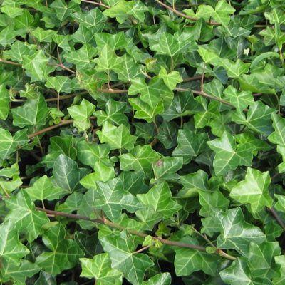 HEDERA HELIX GDT