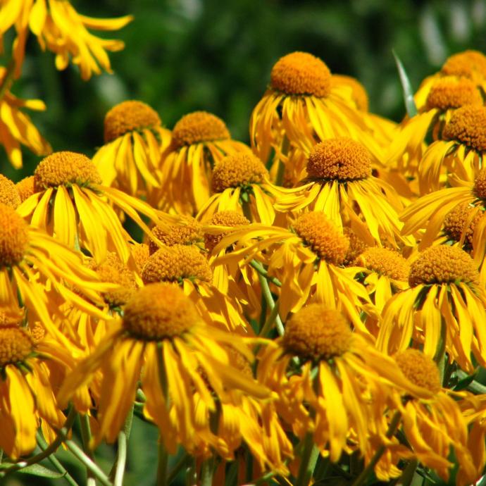 HELENIUM HOOPESII (COULEUR/VARIETE) GDT