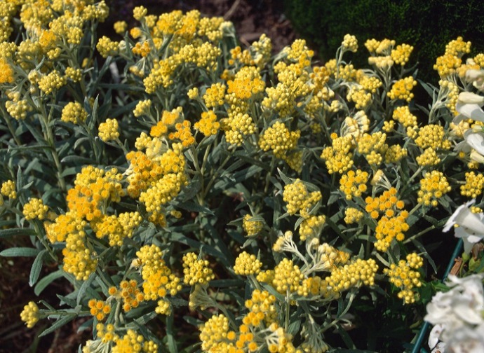 [5934] HELICHRYSUM ITALICUM GDT (JAUNE)
