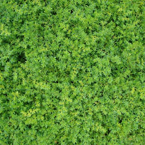 HERNIARIA GLABRA GDT