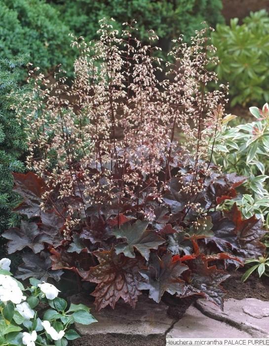[5994] HEUCHERA MICRANTHA GDT (CRÈME)