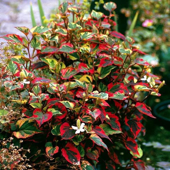 HOUTTUYNIA CORDATA GDT