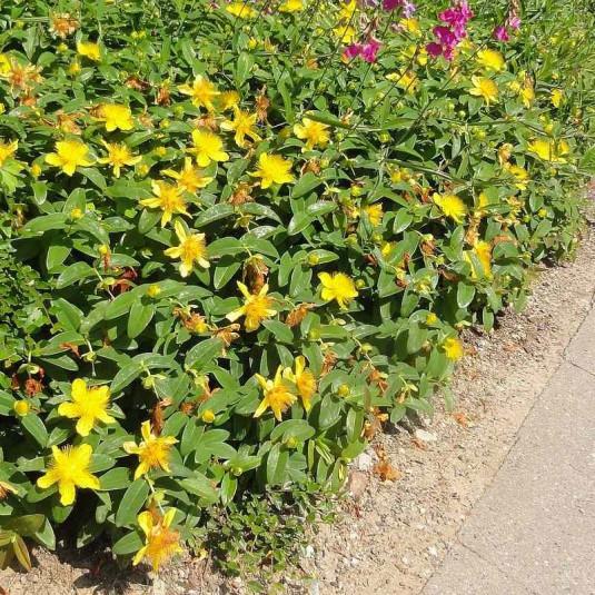HYPERICUM CALYCINUM GDT