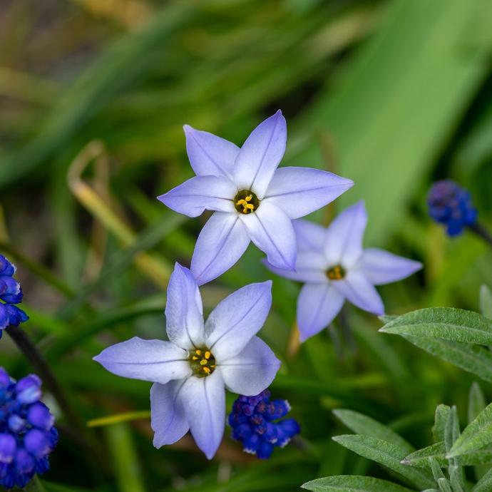 [6403] IPHEON UNIFLORUM GDT (BLEU - VIOLACE)