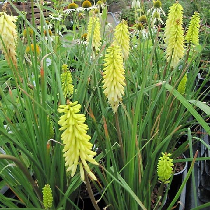 KNIPHOFIA HYBRIDE GDT