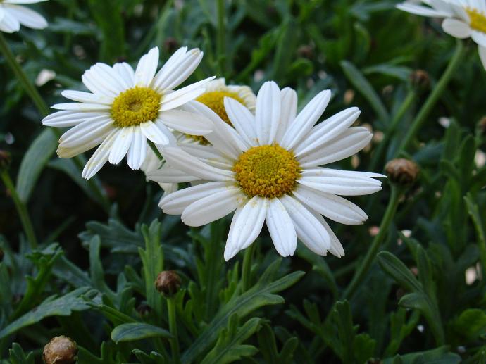 [6995] LEUCANTHEMUM MAXIMUM GDT (BLANC)