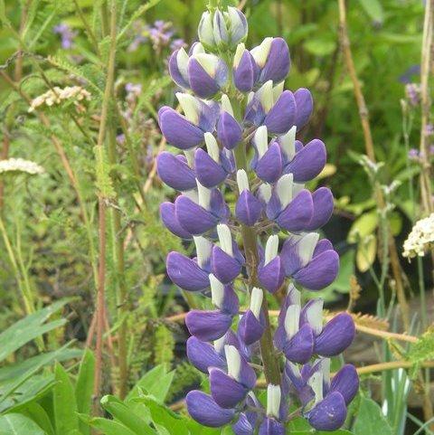 LUPINUS NANUS GDT