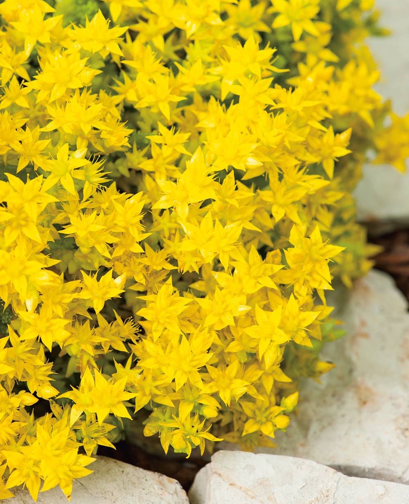 [11223] SEDUM ACRE GDT (GDT)