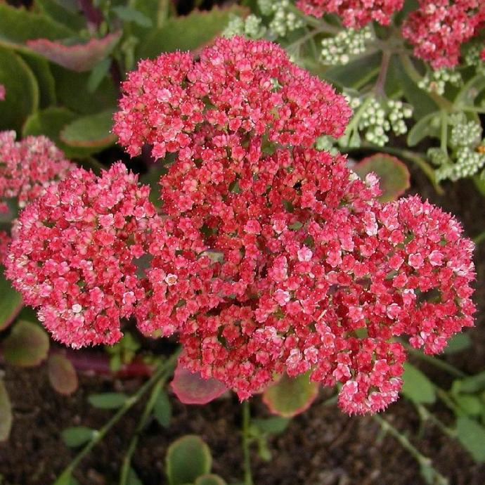 SEDUM HERBSTFREUD GDT