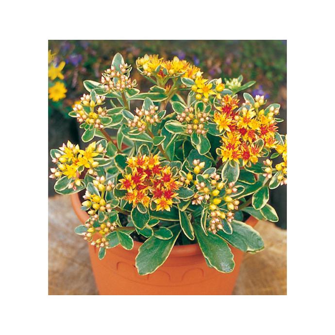 SEDUM KAMTSCHATICUM GDT