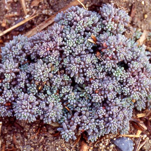 SEDUM LYDIUM GDT