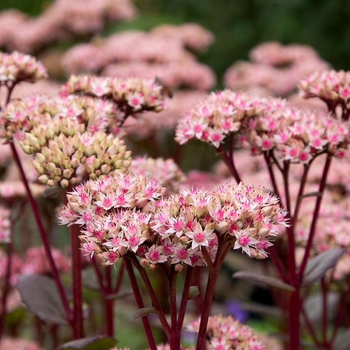 SEDUM MATRONA GDT