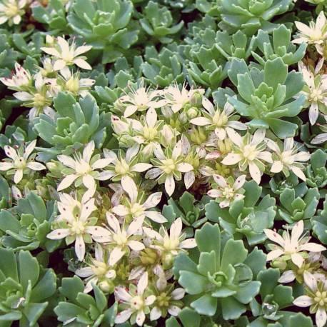 SEDUM PACHYCLADOS GDT