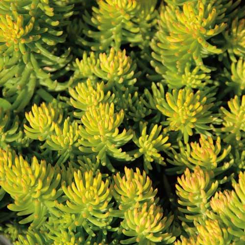 SEDUM REFLEXUM GDT