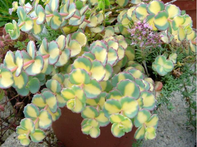 SEDUM SIEBOLDII GDT