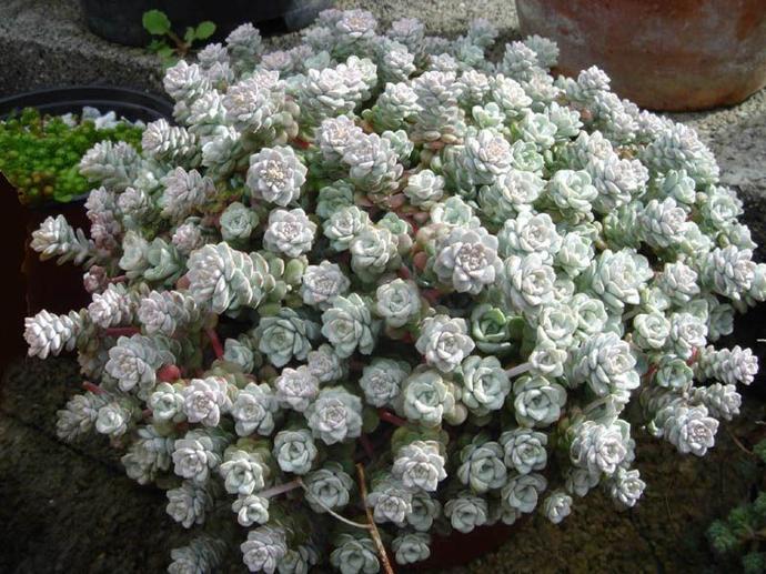 SEDUM SPATHULIFOLIUM GDT