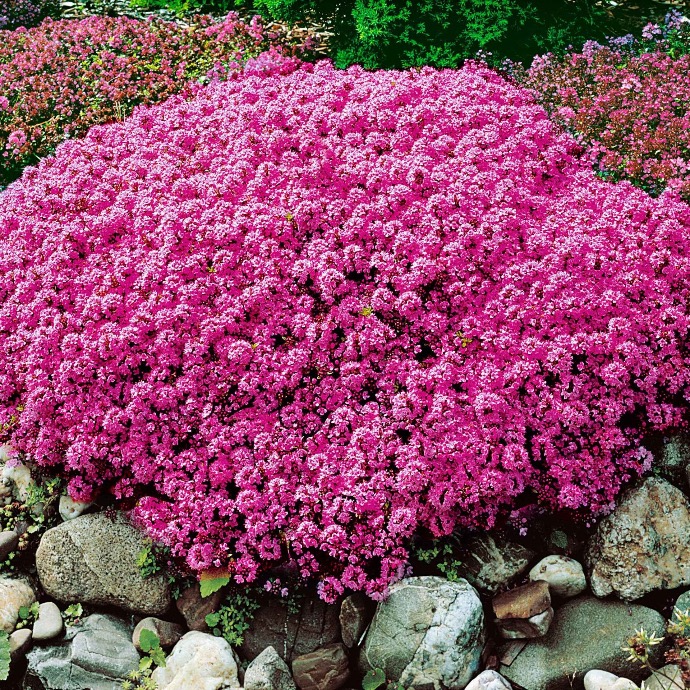 [11975] THYMUS SERPYLLUM (GDT)