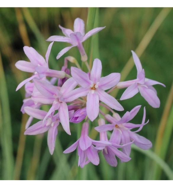 [12169] TULBAGHIA VIOLACEA GDT (VIOLET)