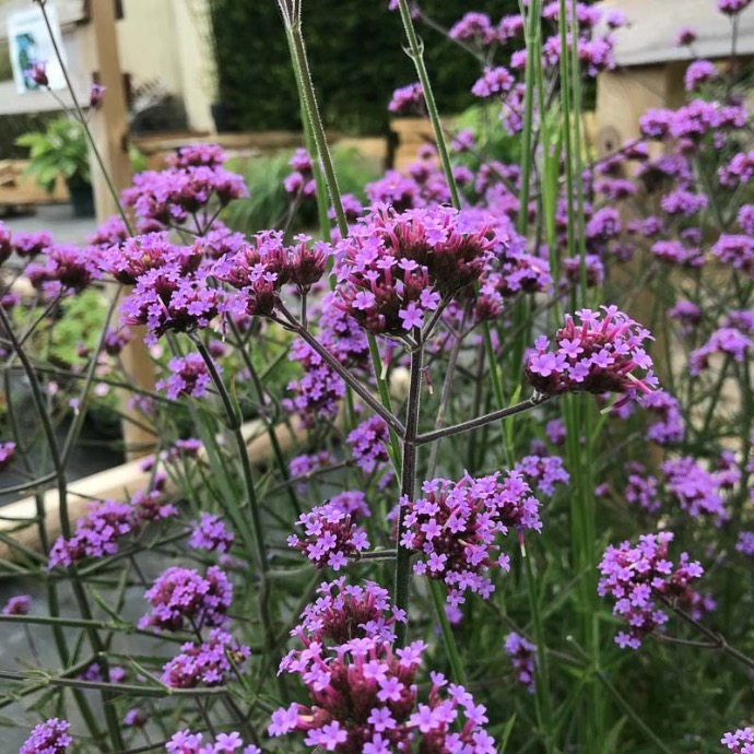 VERBENA BONARIENSIS GDT