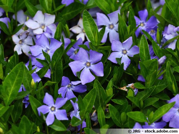 VINCA MAJOR GDT