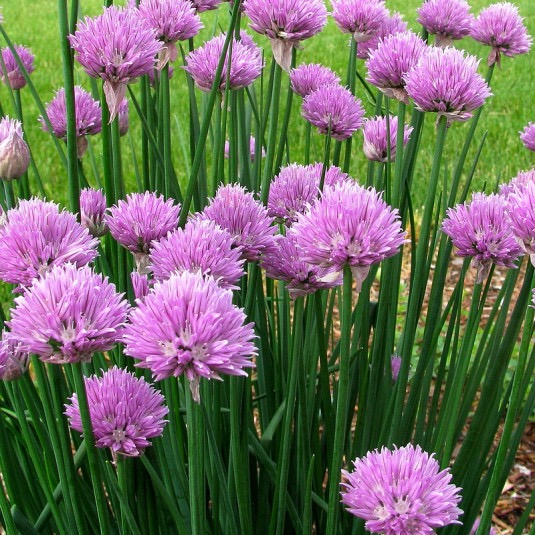 ALLIUM SCHOENOPRASUM (CIBOULETTE) GDT