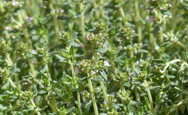 [11979] THYMUS VULGARIS (THYM) GDT