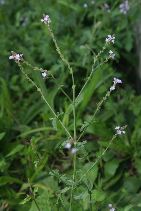 VERBENA OFFICINALIS GDT