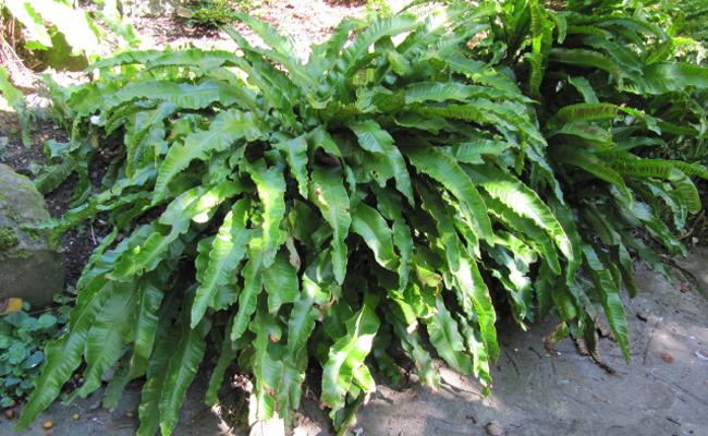 [8982] PHYLLITIS SCOLOPENDRIUM (ASPLENIUM) GDT