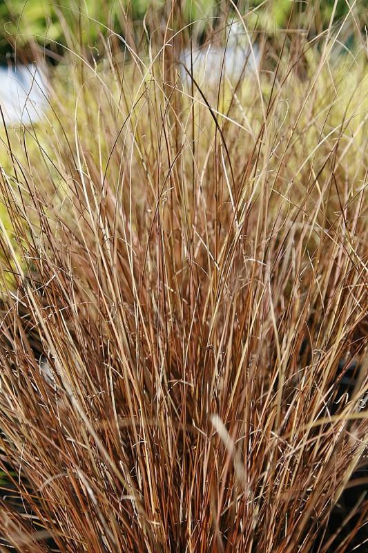 [2373] CAREX BUCHANANII CLT 1-2