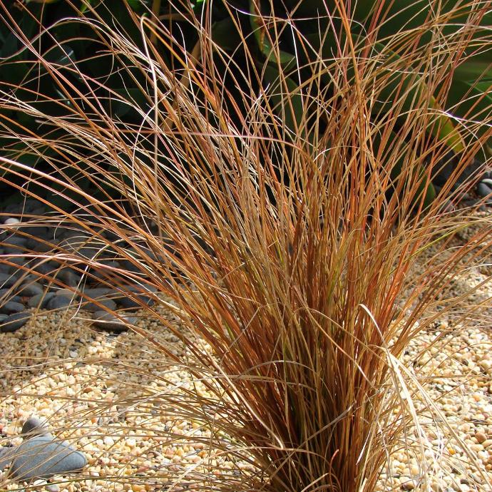 [2378] CAREX COMANS GDT