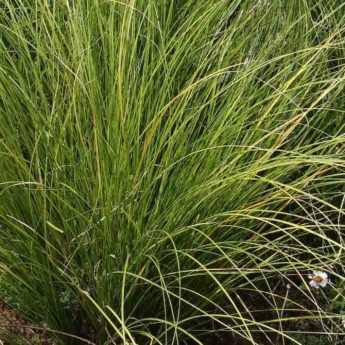 [2384] CAREX GRAYI GDT
