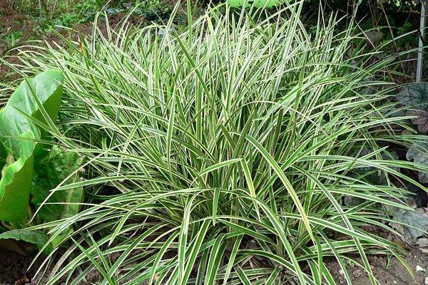 [2388] CAREX MORROWII GDT