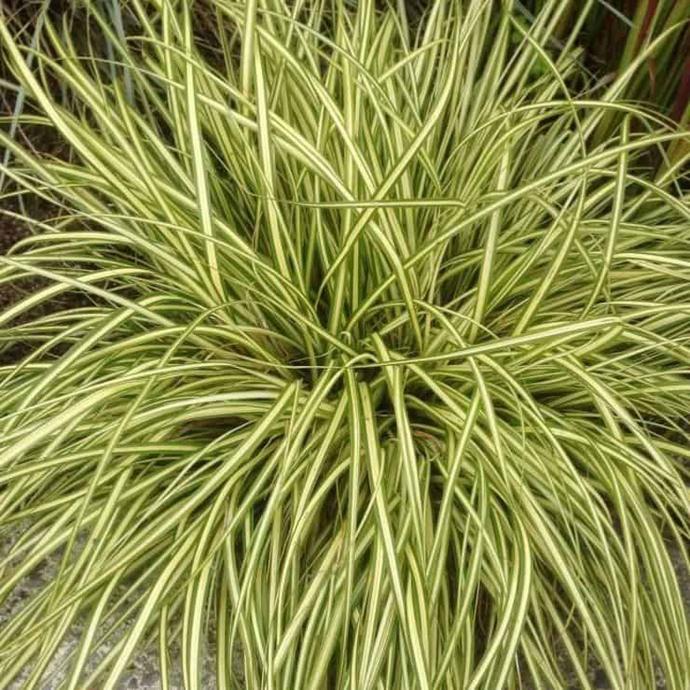 [2398] CAREX OSHIMENSIS GDT