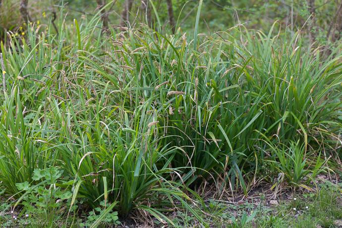 [2400] CAREX PENDULA GDT