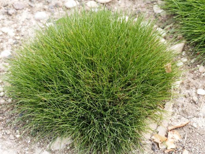 [5144] FESTUCA GAUTIERI GDT