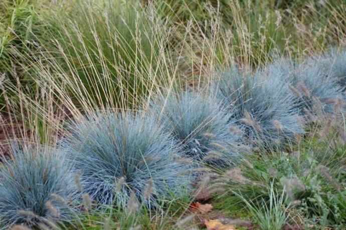 [5148] FESTUCA GLAUCA GDT