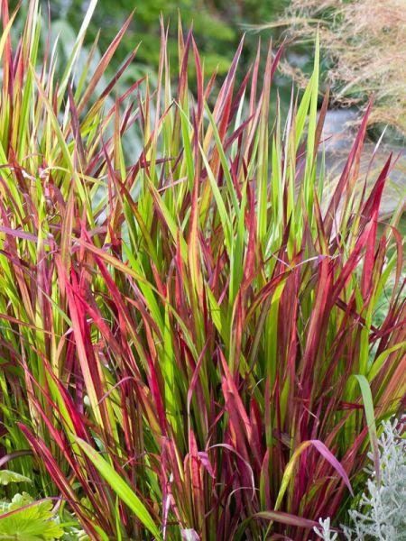 IMPERATA CYLINDRICA CLT 1-2