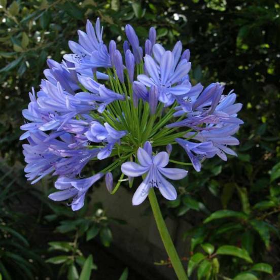 [360] AGAPANTHUS UMBELLATUS CLT 2-3 (BLEU)