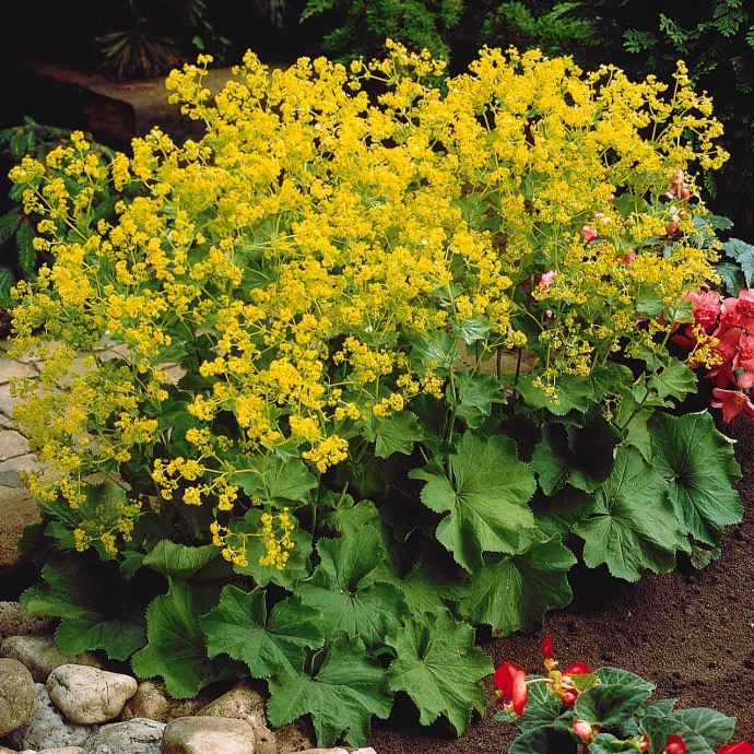 ALCHEMILLA MOLLIS CLT 1-2