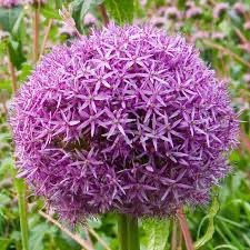 [0978] ALLIUM GIGANTEUM CLT 2-3 (POT 2-3L)