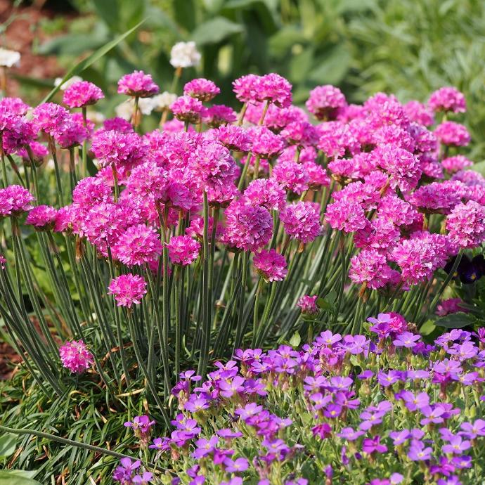 [1252] ARMERIA MARITIMA CLT 1-2 (ROSE)