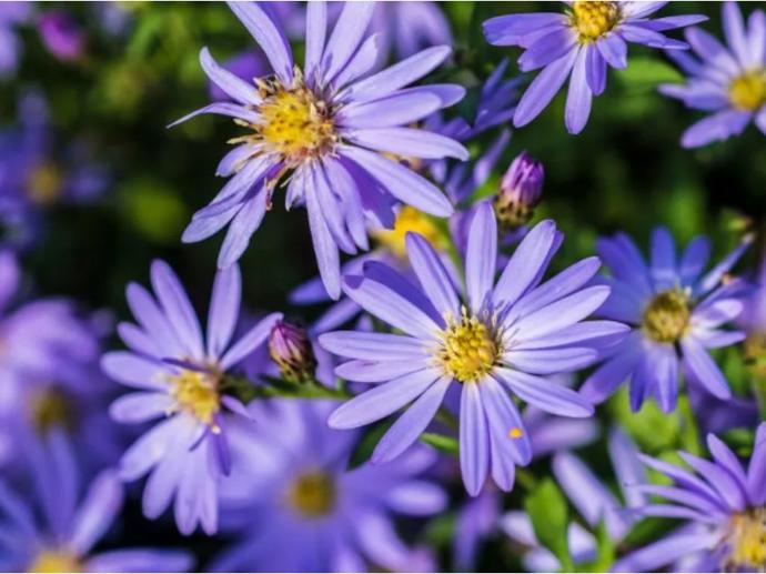 [1502] ASTER CORDIFOLIUS CLT 2-3 (BLEU)
